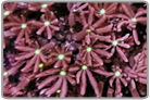 Daisy Polyps